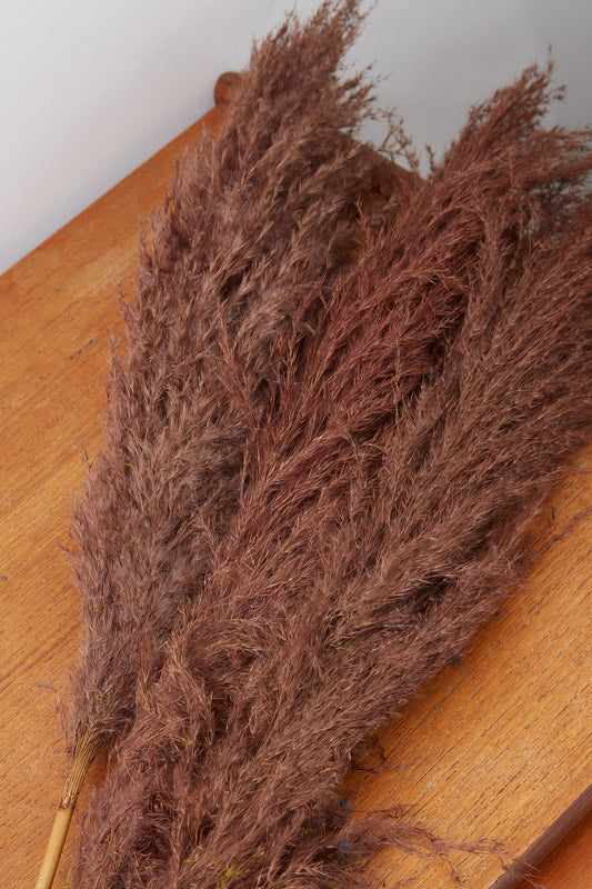 3 Stems of Chocolate Dried Pampas Grass