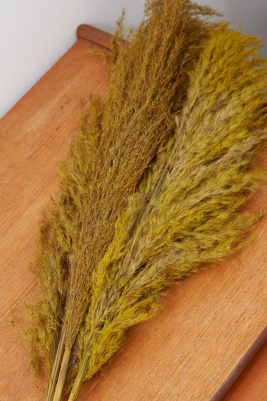 3 Stems of Khaki Dried Pampas Grass