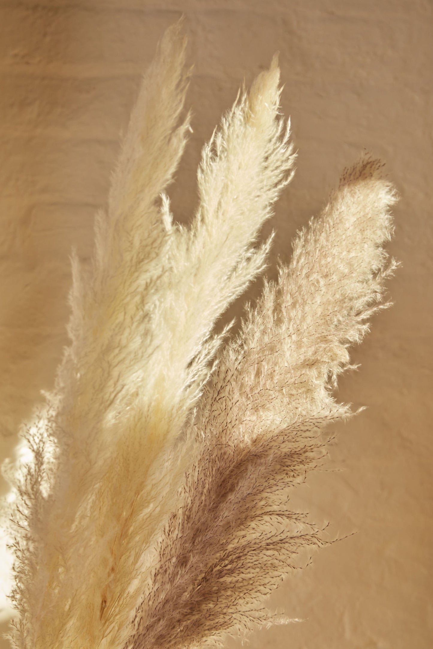 6 Stems Of Natural and Mink Pampas Grass
