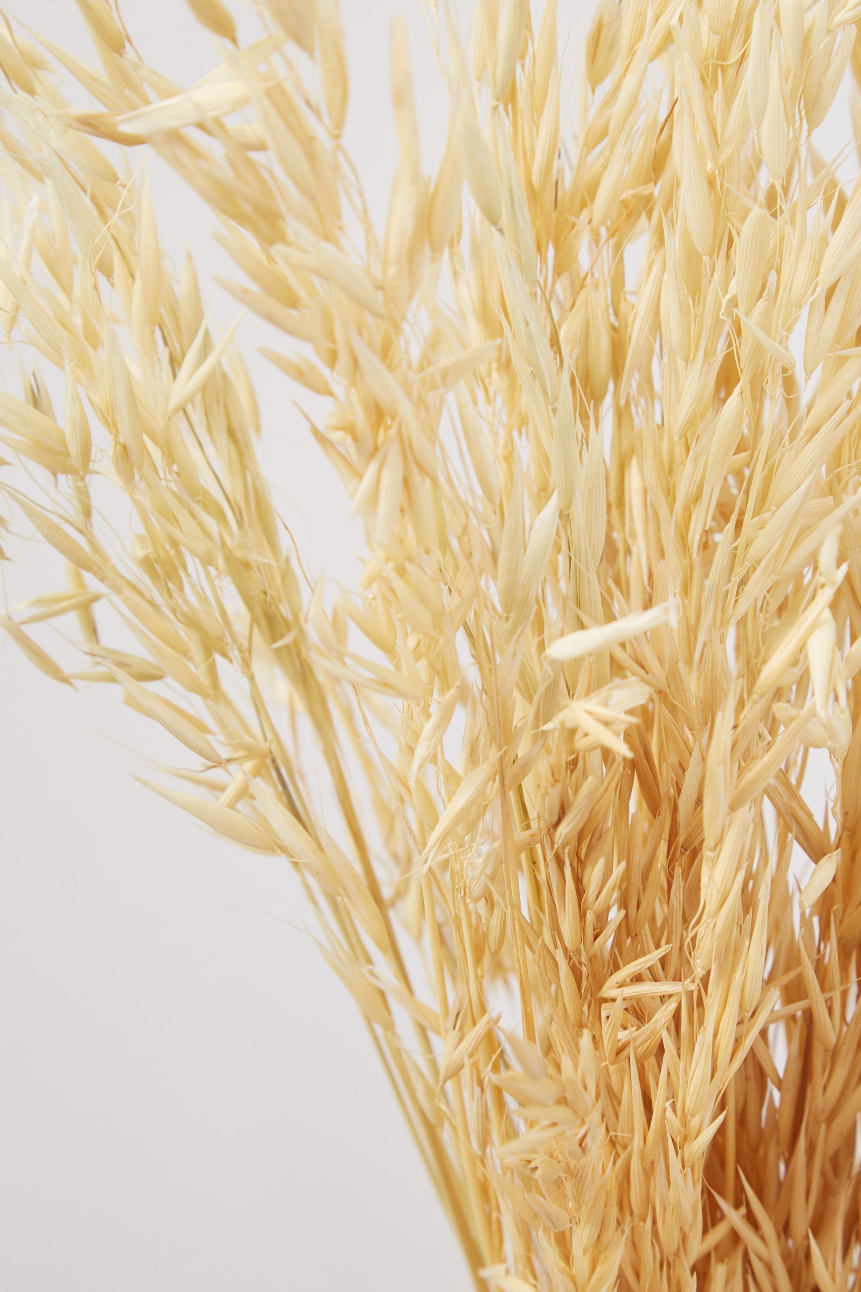 Dried Oat Grass