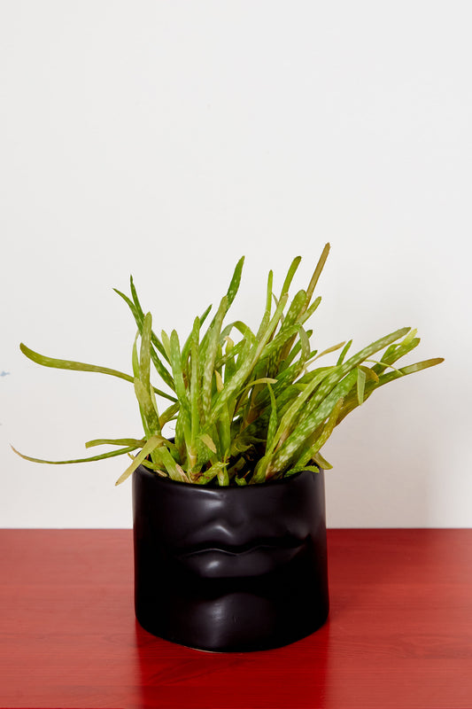 Relief Lips Planter Black