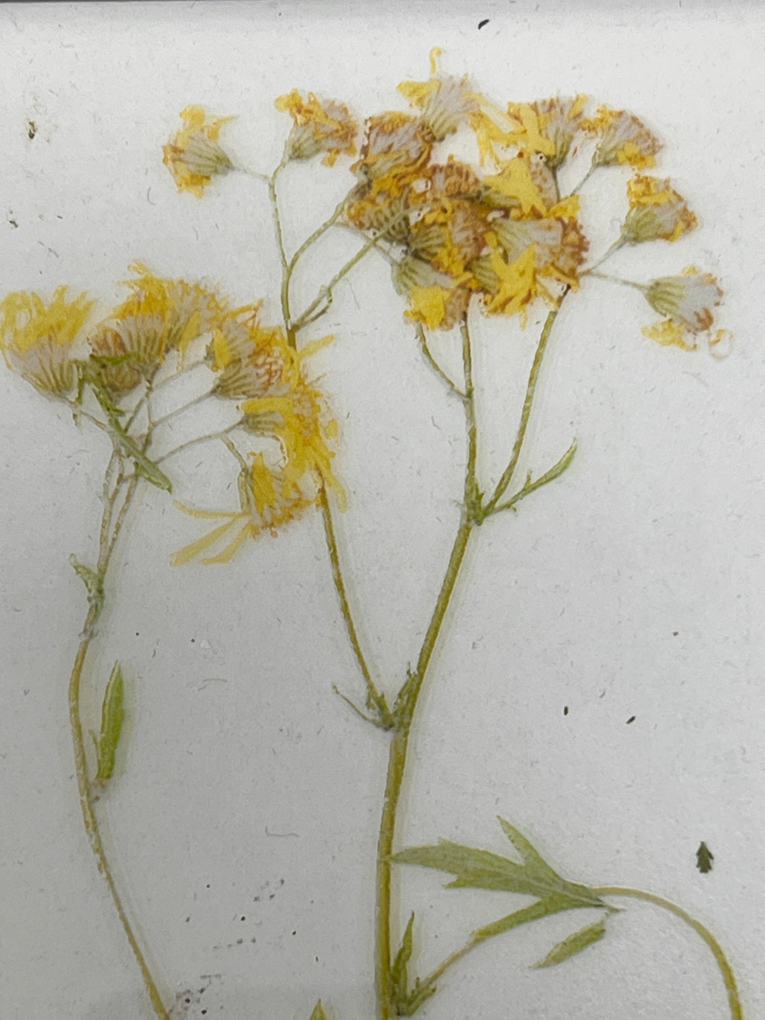 Pressed Flower Illustrated Glass Wall Plaque