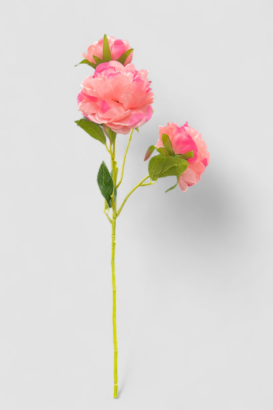 Variegated Pink 3 Head Rose Stem