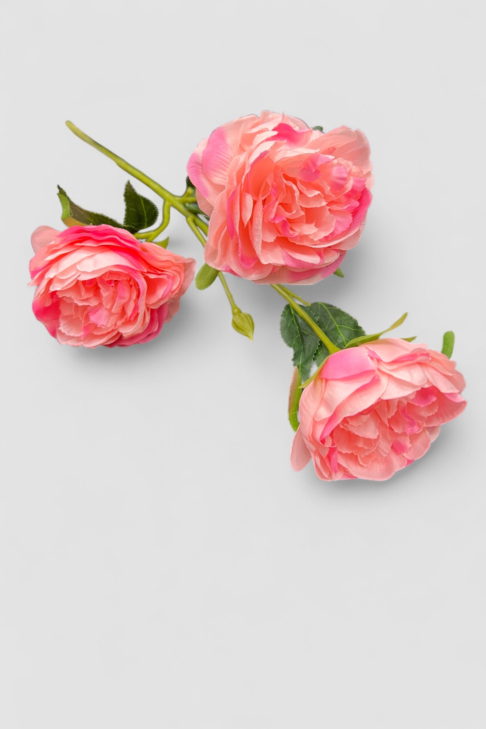 Variegated Pink 3 Head Rose Stem