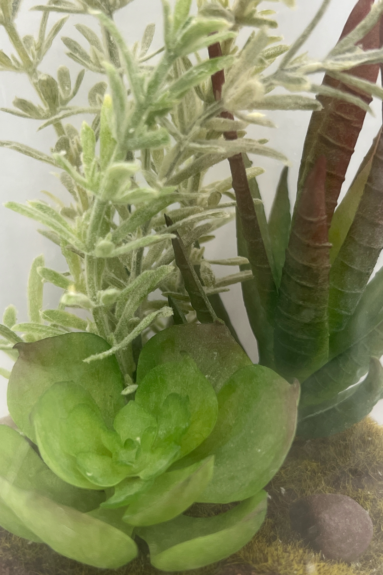 Glass Dome With Faux Succulents