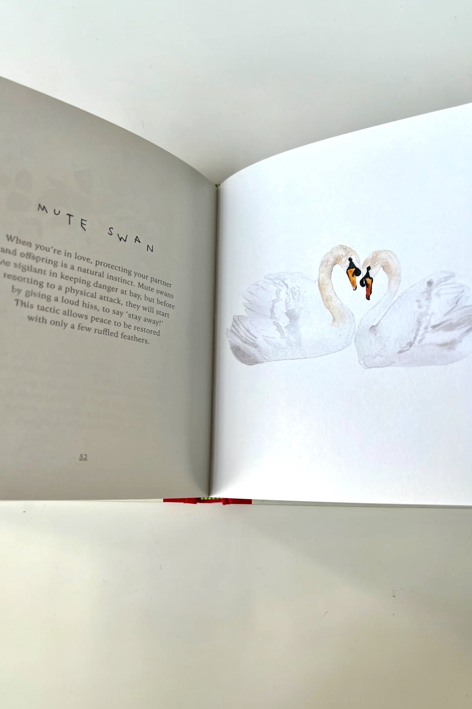 Lovebirds and other wild sweethearts