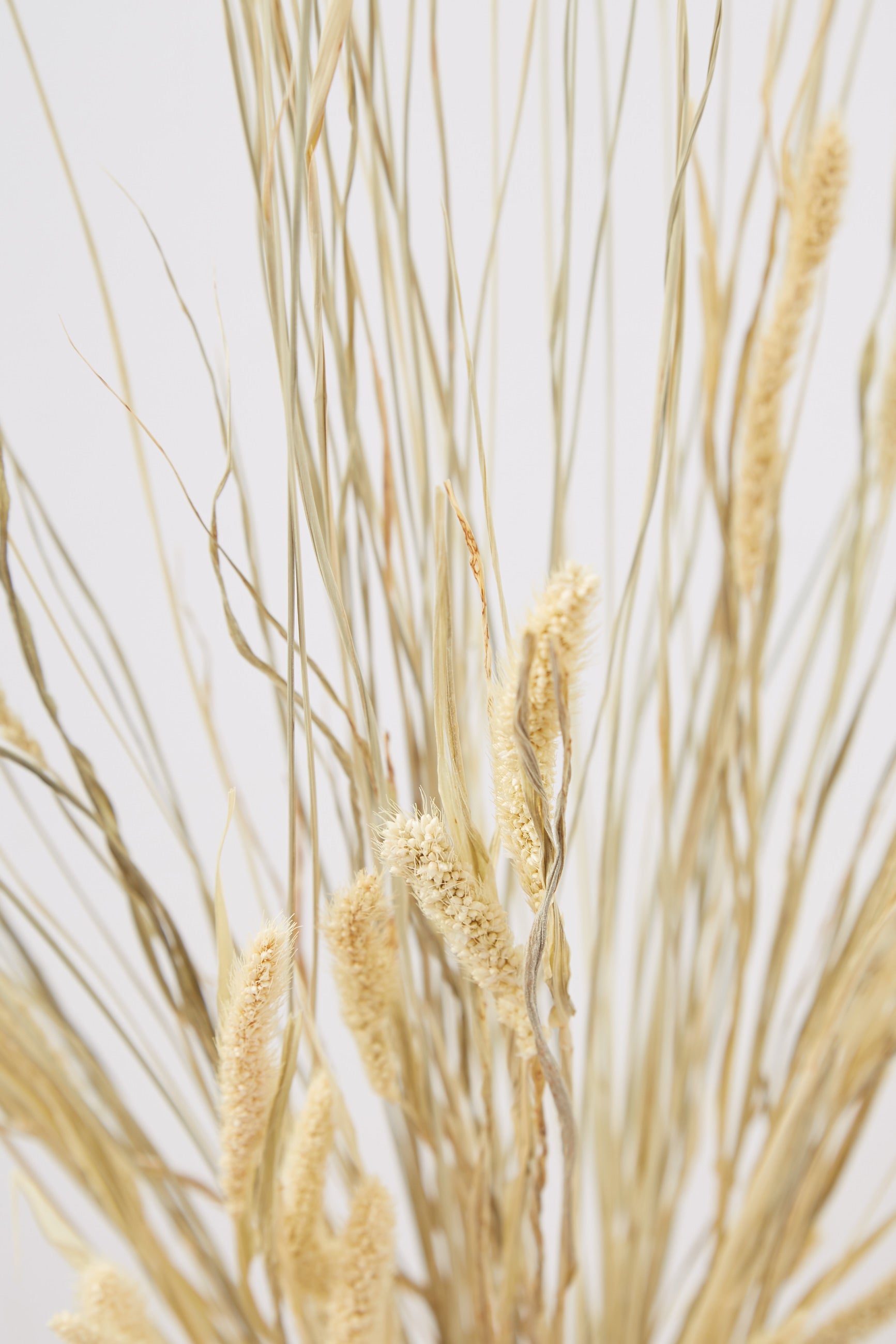 Dried Cats Tail Grass - Detail 1