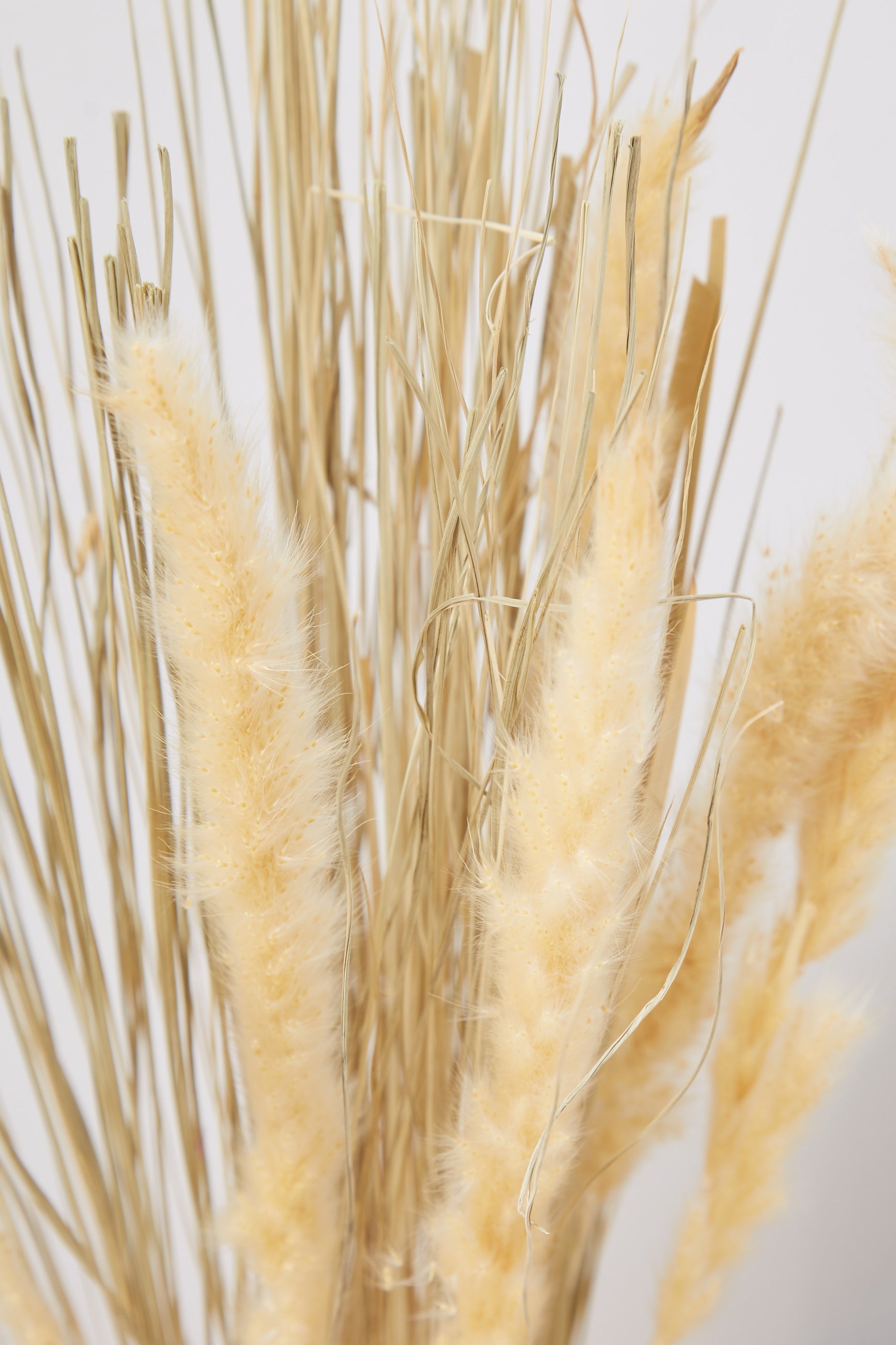 Dried Satin Tail Grass - Detail 1