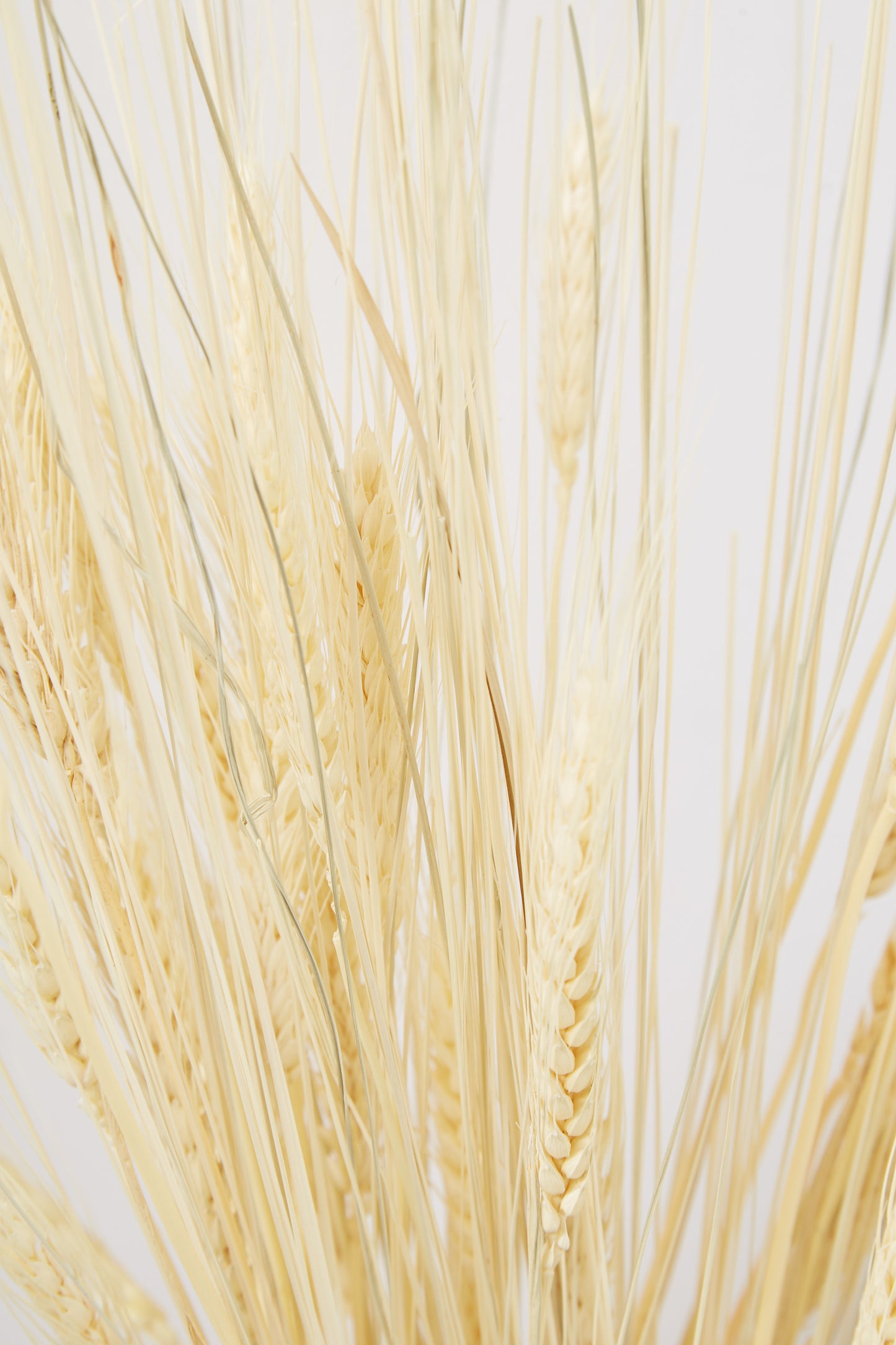 Dried Wheat Grass