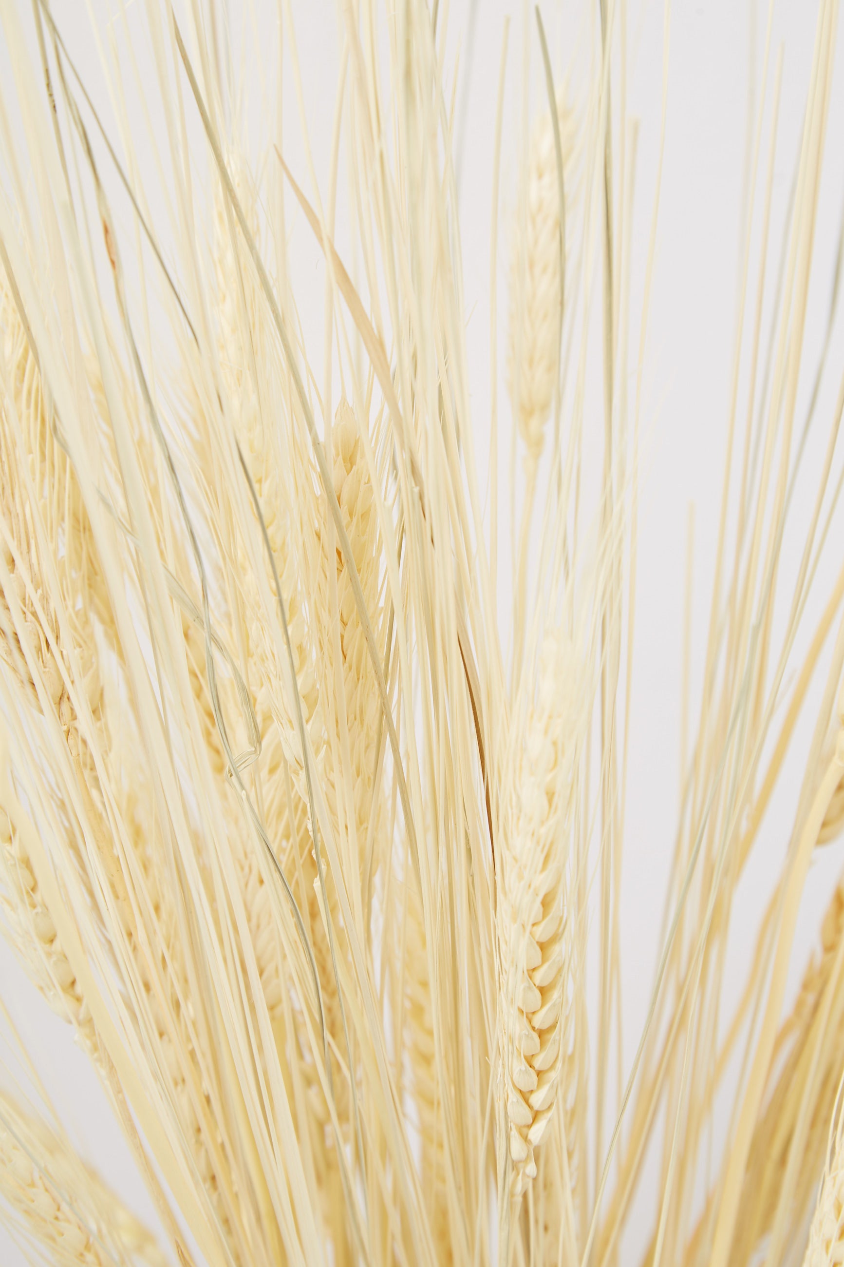 Dried Wheat Grass - Back