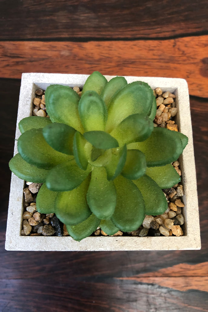 Set Of 3 Faux Potted Succulents - Styled