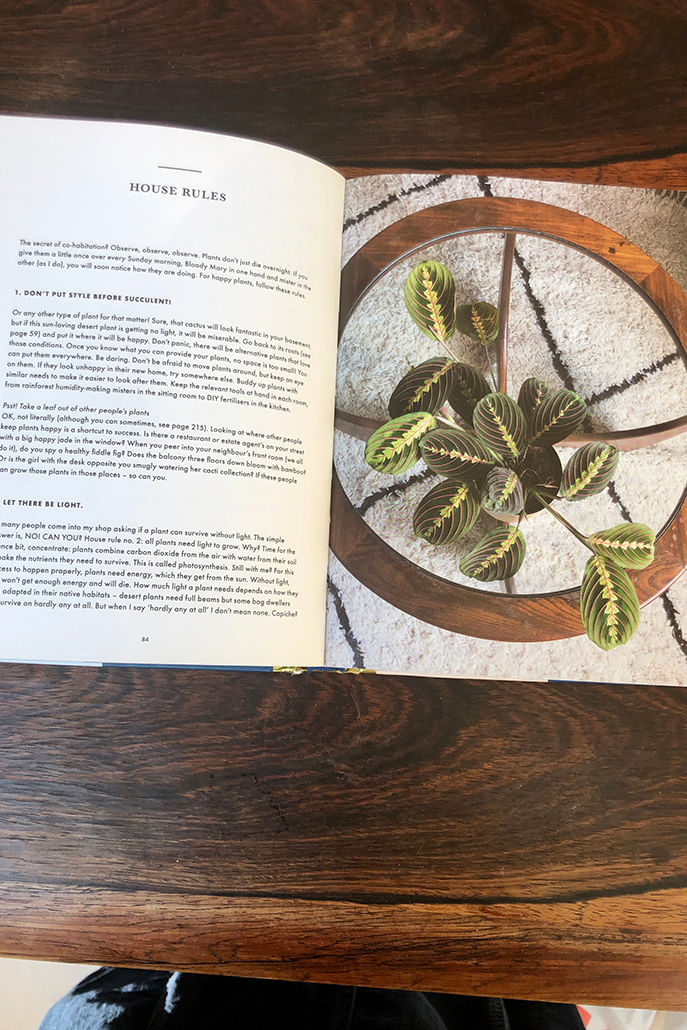 How Not To Kill Your Plants - Styled