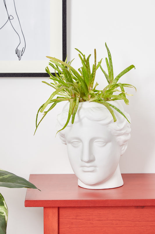 Large Venus Head Planter White