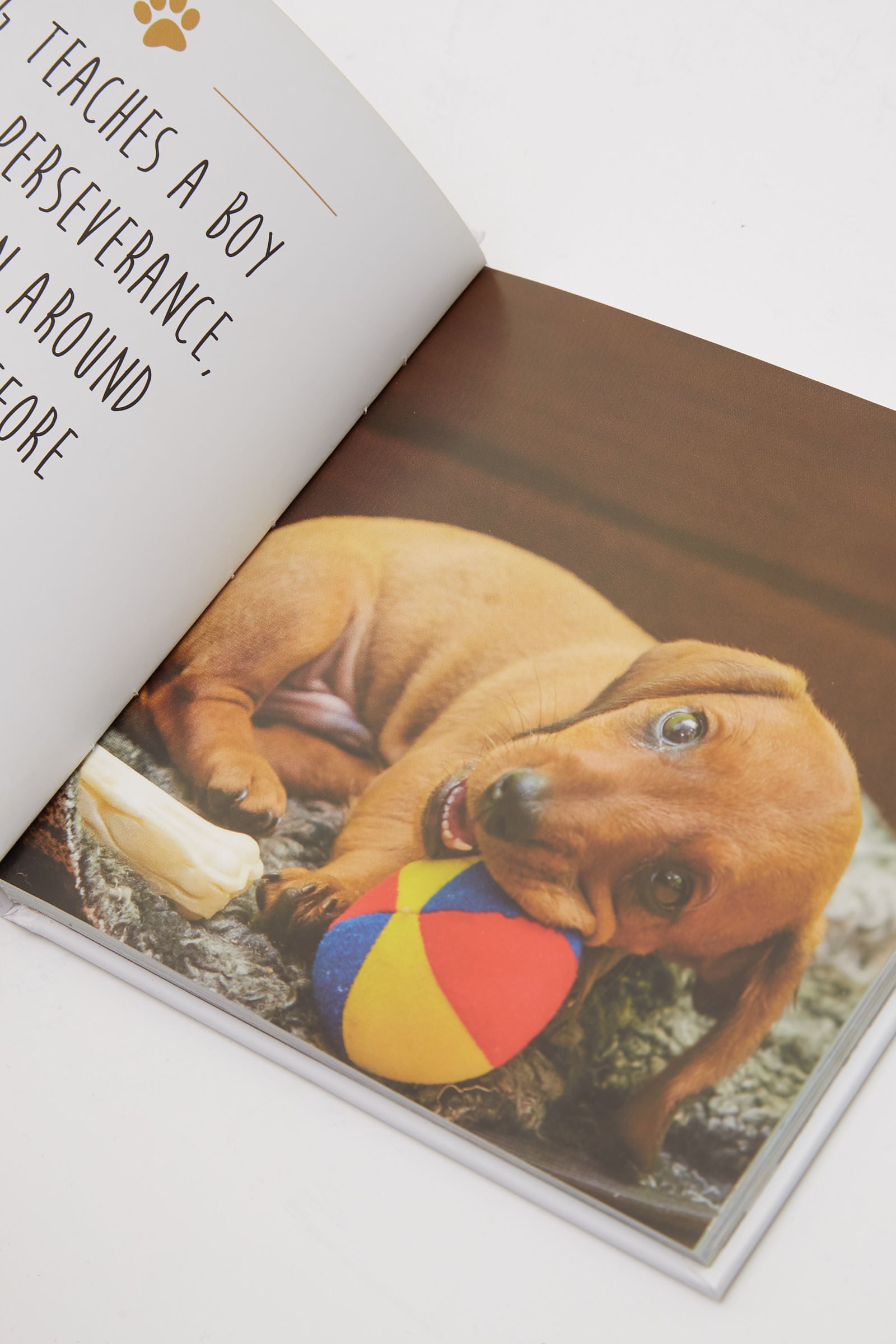 Love Is A Sausage Dog