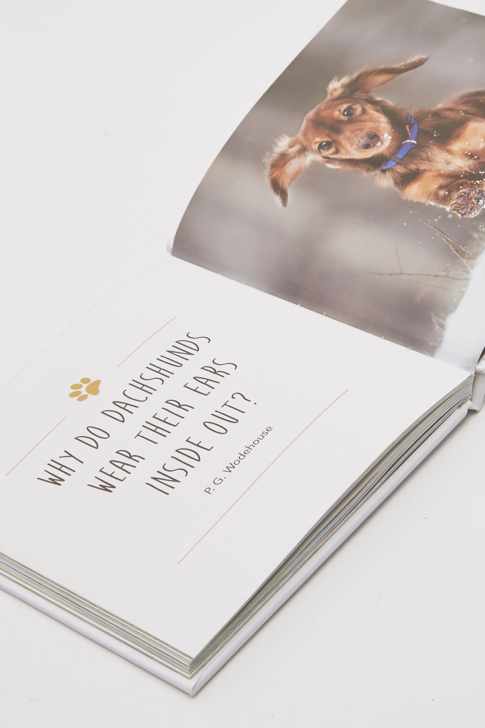 Love Is A Sausage Dog