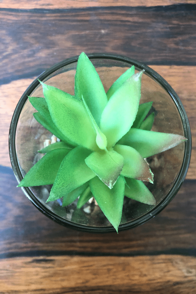 Faux Echeveria In Glass Pot With Stand