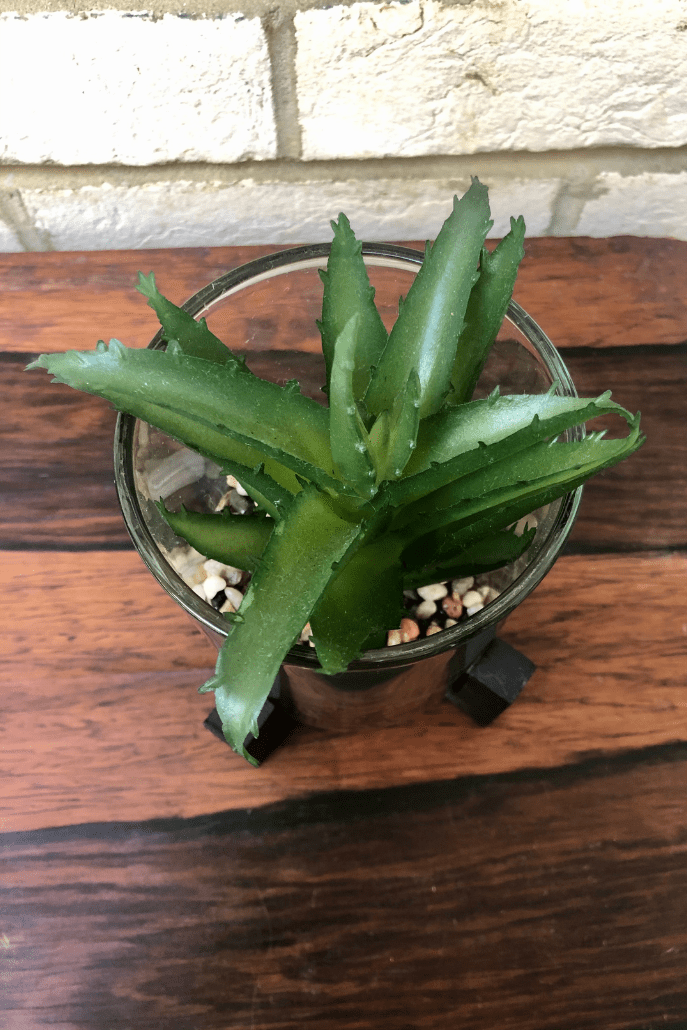 Faux Haworthia In Glass Pot With Stand