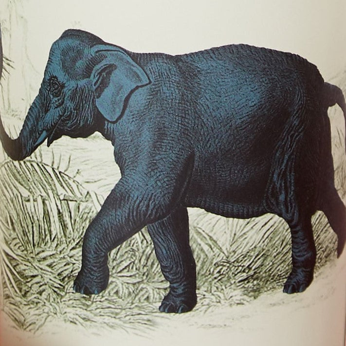 Elephant Printed Velvet Cushion