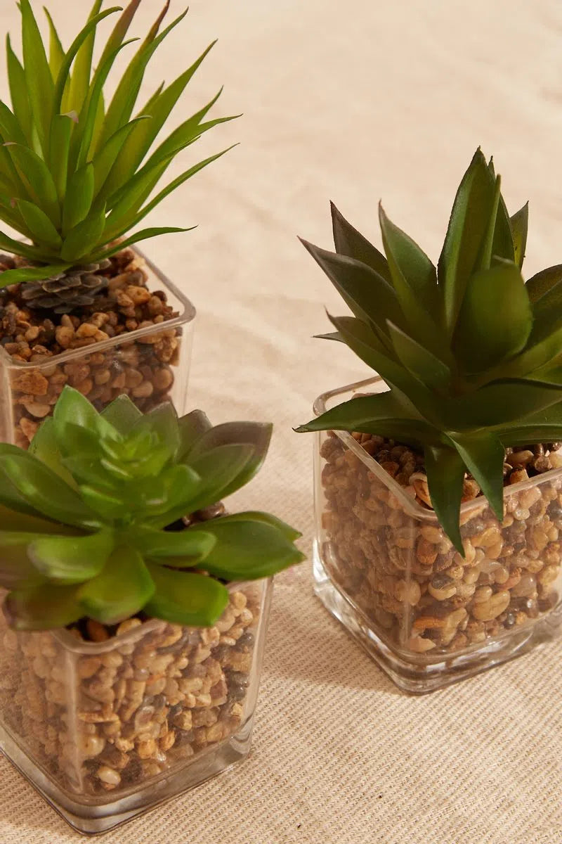 Set Of 3 Artificial Succulents In Glass Pots - Styled