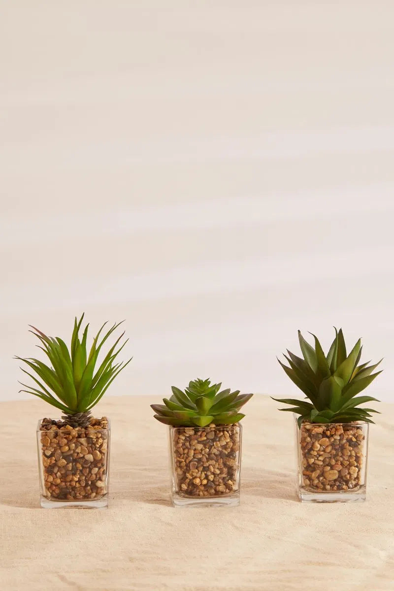 Set Of 3 Artificial Succulents In Glass Pots