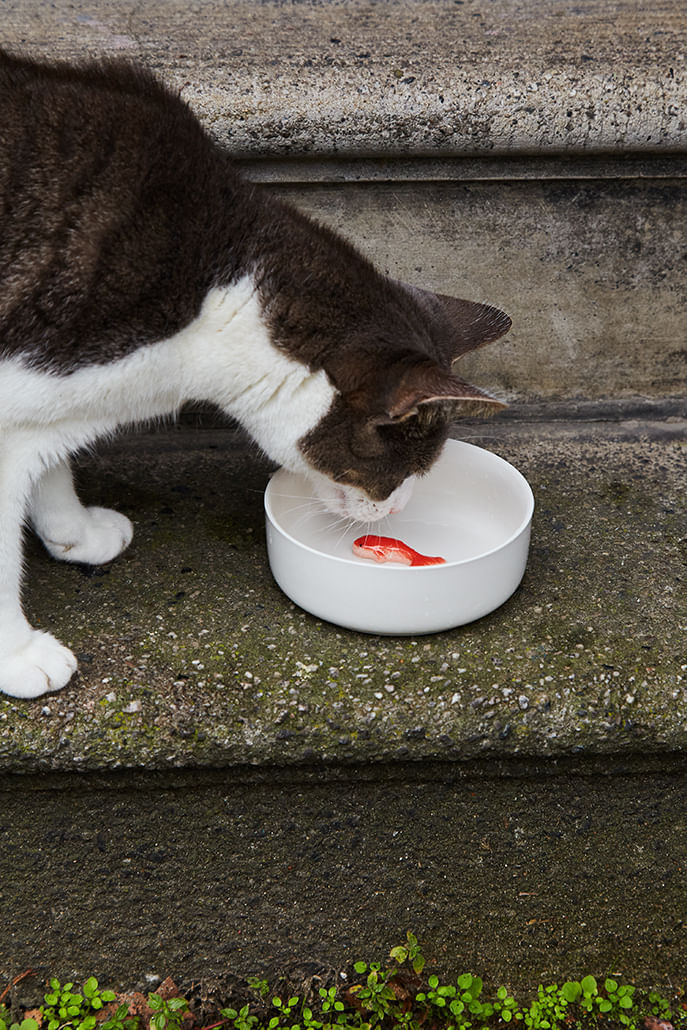 Goldfish Pet Bowl